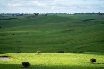 Close up of Angus and Murray Grey beefs Cows eating long pasture in spring and summer.