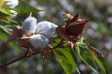 View of an agricultural cotton field. Open boxes of cotton with seeds wrapped in white fluffy cotton wool.