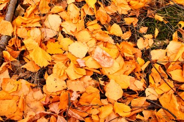 Fototapeta na wymiar leaves on the grass and autumn