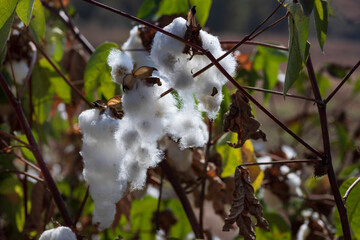 View of an agricultural cotton field. Open boxes of cotton with seeds wrapped in white fluffy cotton wool.