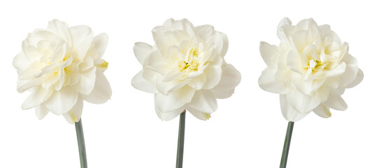 Three terry daffodils isolated on white. Delicate spring flowers