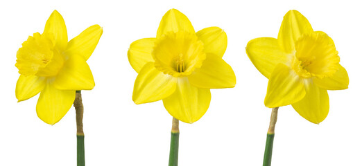 Three yellow daffodils isolated on white. Delicate spring flowers