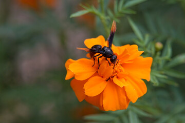 Kenikir flower with dark orange color, beautiful flower for garden decoration