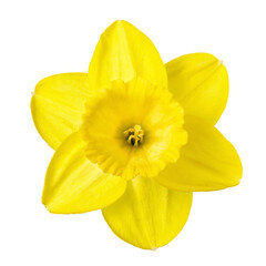 Yellow daffodil flower isolated on white