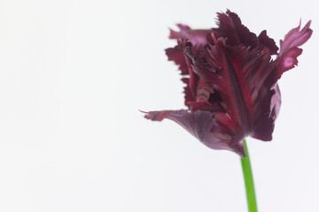 Dark burgundy tulip on a white background. Beautiful spring flower