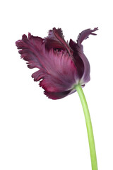 Dark burgundy tulip isolated on white. Beautiful spring flower