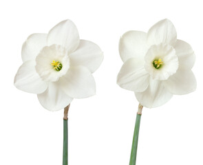 Two white daffodils isolated on white. Beautiful spring flowers