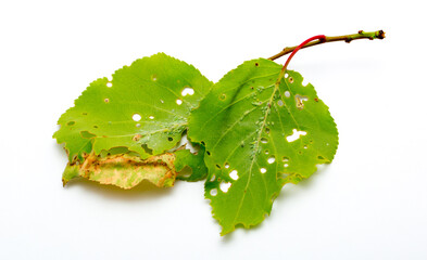 Aphid close up on a green leaf. Crop harvests, insecticidal treatment. Damaged plant leaves,...