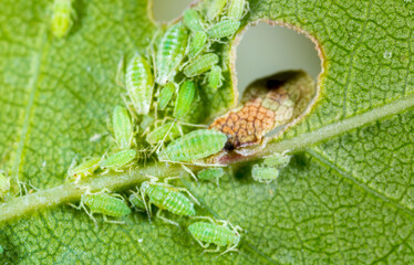 Aphid close up on a green leaf. Crop harvests, insecticidal treatment. Damaged plant leaves,...