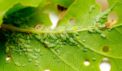 Aphid close up on a green leaf. Crop harvests, insecticidal treatment. Damaged plant leaves,...