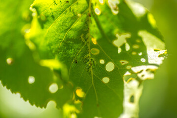 Aphid close up on a green leaf. Crop harvests, insecticidal treatment. Damaged plant leaves,...