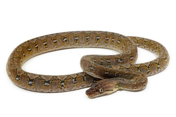 Reticulated python (Malayopython reticulatus) on a white background