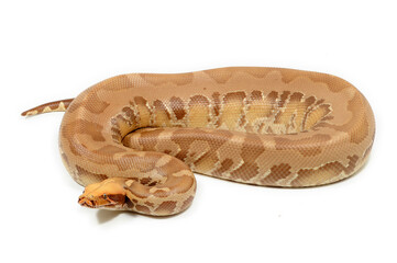 Sumatran short-tailed python (Python curtus) on a white background