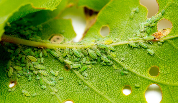 Aphid close up on a green leaf. Crop harvests, insecticidal treatment. Damaged plant leaves, devouring. Copy space