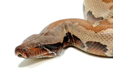 Sumatran short-tailed python (Python curtus) on a white background