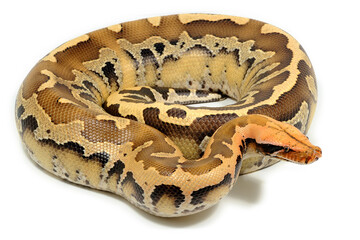 Sumatran short-tailed python (Python curtus) on a white background