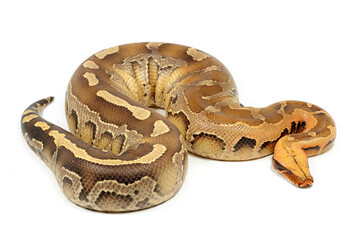 Fototapeta premium Sumatran short-tailed python (Python curtus) on a white background