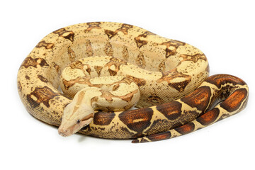 Boa imperator on a white background