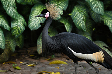 black crowned crane