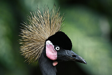 Fototapeta premium grey crowned crane