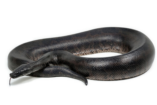 Sumatran short-tailed python (Python curtus) on a white background