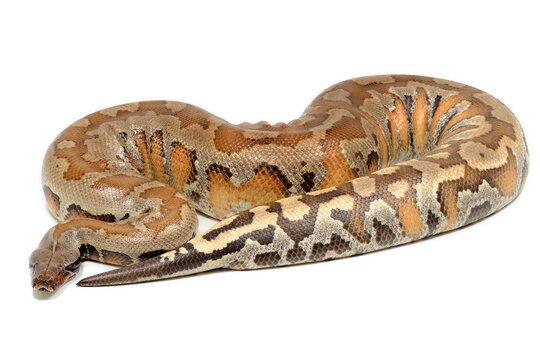 Sumatran short-tailed python (Python curtus) on a white background