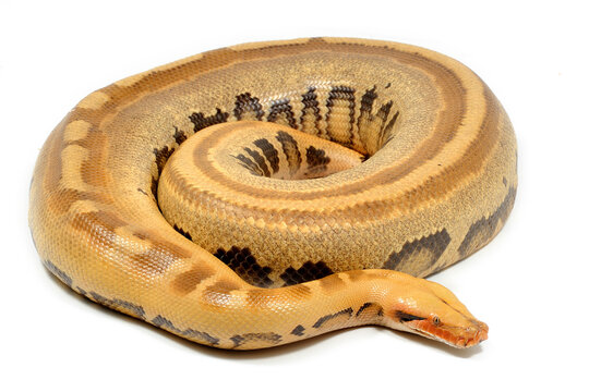 Sumatran short-tailed python (Python curtus) on a white background