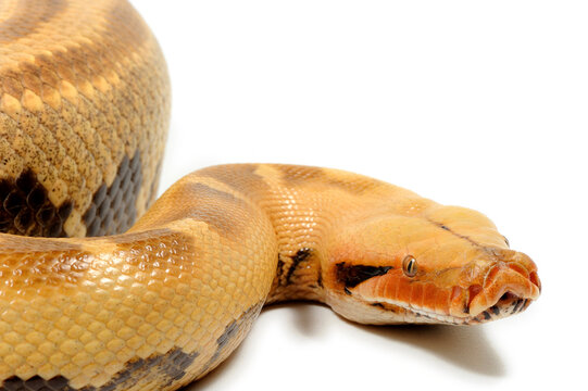 Sumatran short-tailed python (Python curtus) on a white background