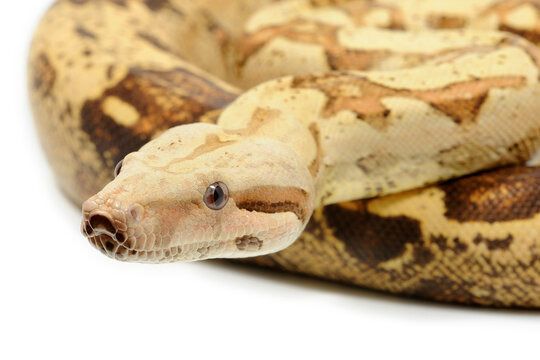 Boa imperator on a white background