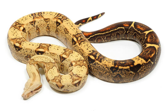 Boa imperator on a white background