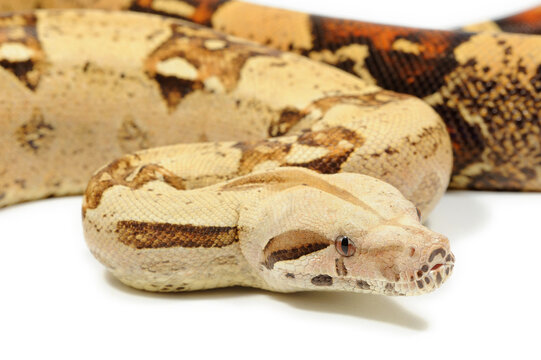 Boa imperator on a white background