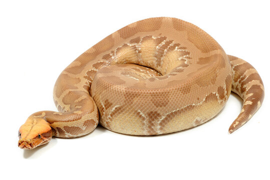 Sumatran short-tailed python (Python curtus) on a white background