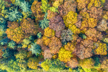 Aerial view of mixed autumn forest
