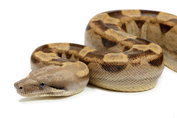 Boa imperator on a white background