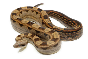Boa imperator on a white background