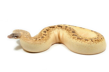 Sumatran short-tailed python (Python curtus) on a white background
