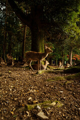 奈良公園のニホンジカの群れの中の子鹿