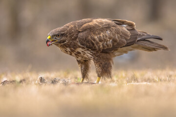 Common Buzzard with prey