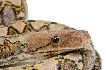 Reticulated python (Malayopython reticulatus) on a white background