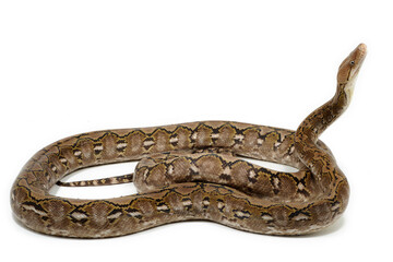 Reticulated python (Malayopython reticulatus) on a white background