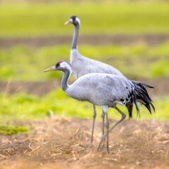 Fototapeta premium Common crane group feeding in agricultural field