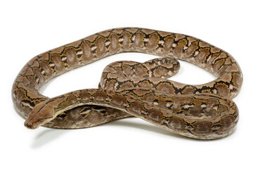 Reticulated python (Malayopython reticulatus) on a white background