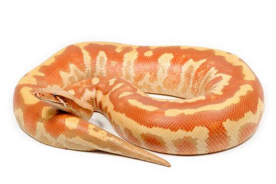 Sumatran short-tailed python (Python curtus) on a white background