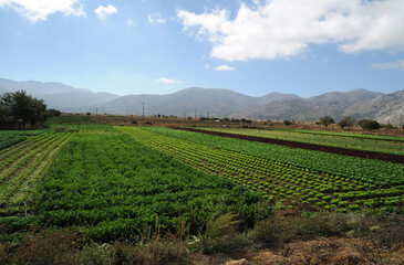 Fototapeta na wymiar Champs de légumes à Pinakiano sur le plateau du Lassithi en Crète