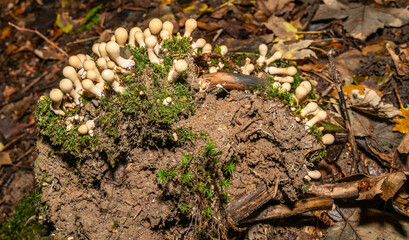 viele kleine Pilze auf dem Waldboden