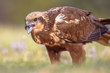 Marsh harrier female close up