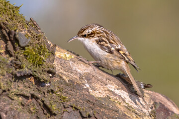 Short-toed treecreeper foraging on tree trunk in forest