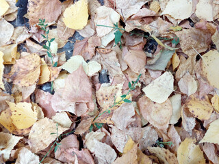 Autumn leaves on the ground. Background