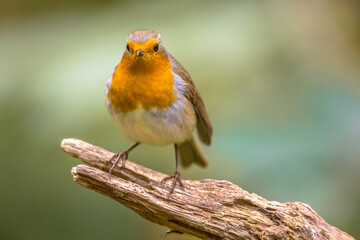 Red Robin bird in ecological garden