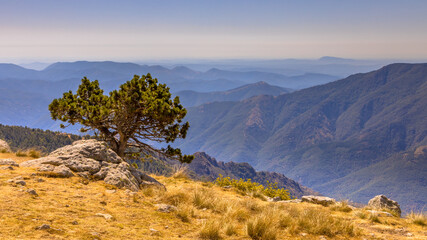 Sunny day over tree on Mont Aigoual